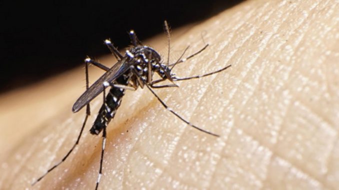 virus-zika